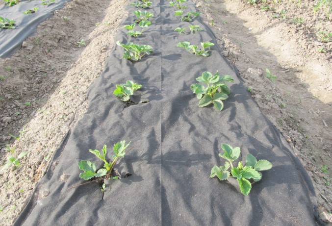 производители штукатурки производители штукатурки